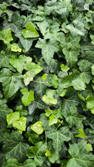 abstract green leaf texture, tropical leaf foliage nature dark green background ecological gardening spring summer design