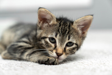 cute kitten tabby cat sleeping, resting, relaxing, looking on top of a bed. Cat sleep calm relax. Close up of the muzzle of a sleeping cat with closed and open eyes. Pets friendly and care concept.