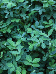 Green leaves and water drops