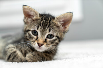cute kitten tabby cat sleeping, resting, relaxing, looking on top of a bed. Cat sleep calm relax. Close up of the muzzle of a sleeping cat with closed and open eyes. Pets friendly and care concept.