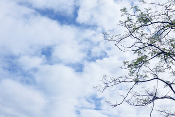Tree branches on bright sky background     