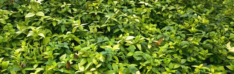 abstract green leaf texture, tropical leaf foliage nature dark green background ecological gardening spring summer design