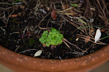 Closeup of a potted plant (Saxifraga umbrosa) with green leaves in the park