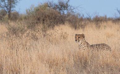 Cheetah in Namibia early morning on a sunny day