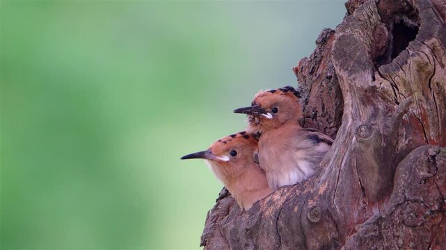 Young Hoopoes (Upupa epops) in Nest, Parent Feeding Them
