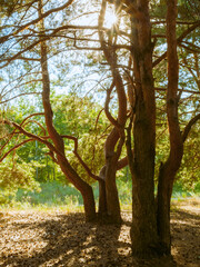 Obraz premium Beautiful deep forest scene. Light beam in woodland. Forest wood background