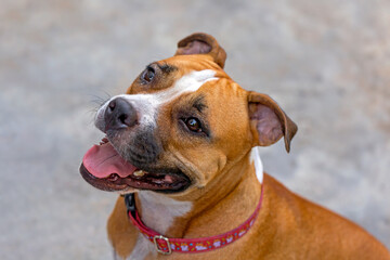 Outdoor Portrait standing American Pit Bull Terrier