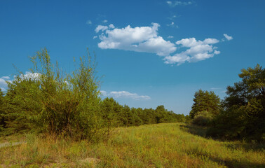 Fresh meadow landscape, sunny park in the morning.