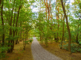 Beautiful deep forest scene. Light beam in woodland. Forest wood background