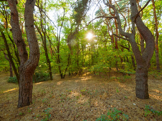 Fototapeta premium Beautiful deep forest scene. Light beam in woodland. Forest wood background
