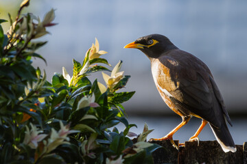 A Common Myna perched on a fence