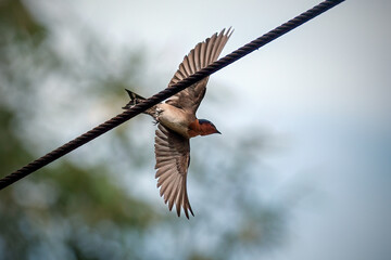 Pacific swallow