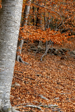 A detailed close-up view of a tree trunk with vibrant orange autumn leaves providing a rich contrast against the earthy colors of the forest floor in Montseny in Spain
