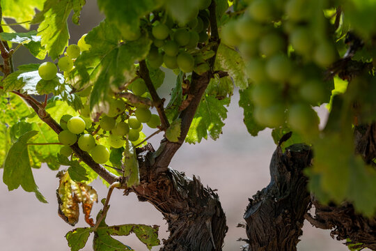 A scene of a grapevine adorned with green grape clusters, illuminated by soft sunlight filtering through the leaves, Penedes region in Catalonia Spain