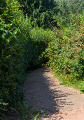 A path among the bushes of a square shape. Path in a labyrinth of bushes