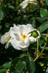 Close-up of a white rose with a yellow center