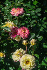 Yellow and pink bush flowers in sunlight in the garden