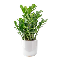 Zamioculcas zamiifolia that growth and pot ceramic white isolated on white background 