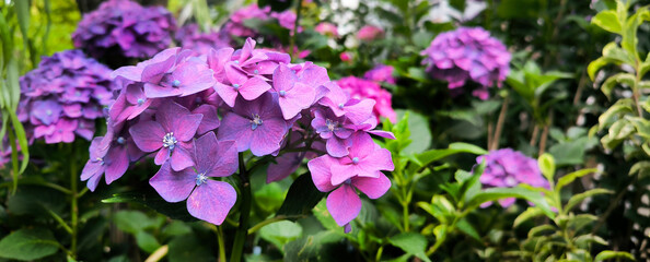 Colourful purple violet Hydrangea macrophylla banner Blossom near house wall. Colorful hydrangeas in garden, close up. Purple blue pink hortensia blooms. Endless summer Hydrangea flowers.