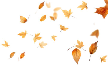 Golden Autumn Leaves Dancing in the Wind on a White or Clear Surface PNG Transparent Background