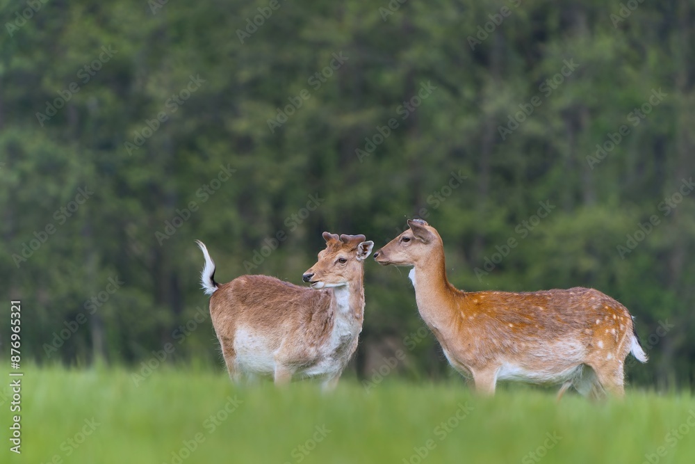 Wall mural two male fallow deer grazing on the meadow near the forest. dama dama