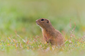 A cute european ground squirrel sits on the meadow.  Spermophilus citellus