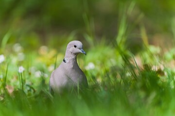A Eurasian collared dove walks in the grass. Streptopelia decaocto