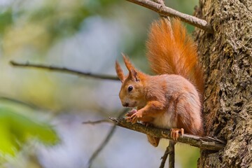 A cute european red squirrel sits on a tree and eats a nut.  Sciurus vulgaris