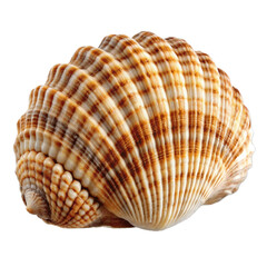 Fototapeta premium Empty seashell isolated on transparent background