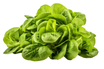 Obraz premium A Lush Bouquet of Crisp Green Butter Lettuce on a White or Clear Surface PNG Transparent Background.