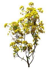 3D Rendering Deciduous Azalea on White