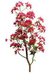 3D Rendering Deciduous Azalea on White