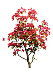 3D Rendering Deciduous Azalea on White