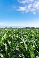 Green corn field with blue sky background.