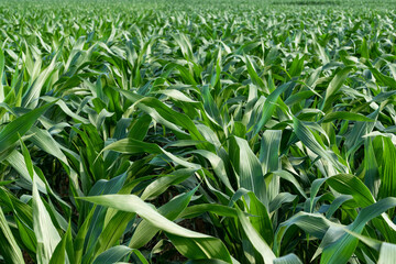 Green Corn Maize Agriculture Nature Field