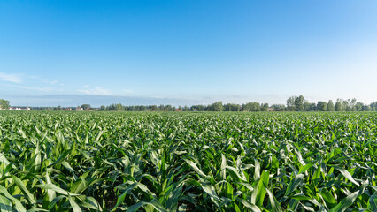 Green corn field with blue sky background.