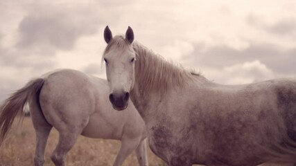 Many white horses in a field