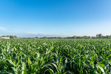 Green corn field with blue sky background.