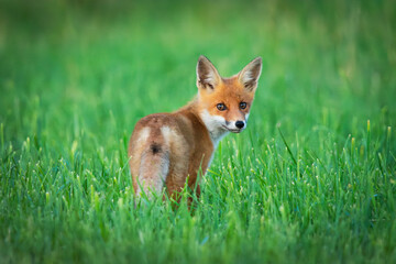 Small fox in the grass