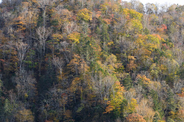 北海道十勝の紅葉風景