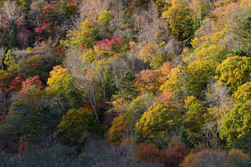 北海道十勝の紅葉風景