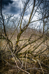 a bare tree with chaotic branches, among dry reeds, with a gloomy gray sky in the background