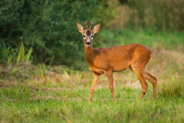 Portrait of a male roe deer in a meadow
