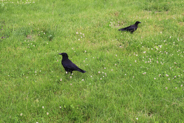 blackbird on the grass