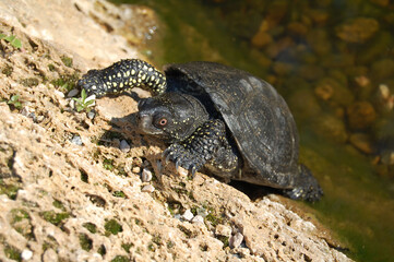 close-up black turtle on the rock