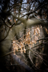 dry tree seeds hanging on a dry branch in the autumn forest. macro
