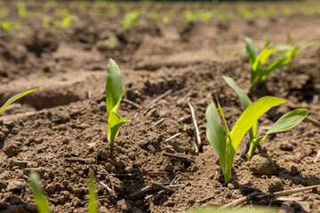 corn sprouts in sunny spring weather