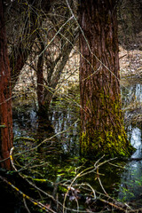 tree pillar growing in a swamp, covered with green moss in the autumn forest