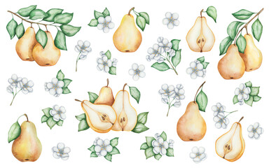 Watercolor illustration. Pear set. Hand painted yellow pears, raw, ripe, with green leaves. Whole, cut in half pears. Pear flowers, tree, plant. Sweet fruit. Food. Isolated nature clip art