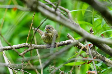 枝に止まるアオジの幼鳥